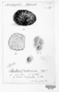 Tuber aestivum image